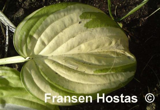 Hosta Fragrant Light